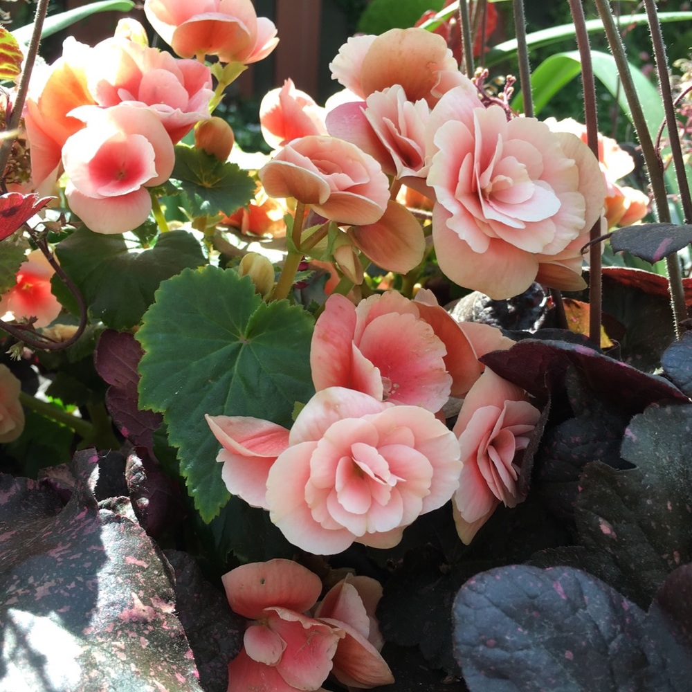 Meet your Posher, Chloe